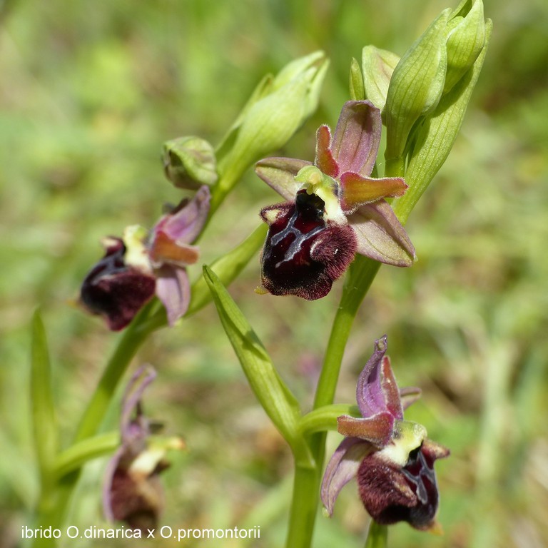 Ophrys promontorii : Abruzzo e Lazio 2019